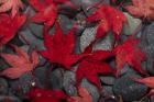 Japanese Maple Leaves On River Rocks