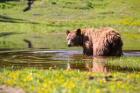 American Black Bear Takes A Cool Bath Near Mystic Lake
