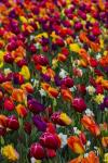 Wind Blows A Field Of Multi-Colored Tulips, Mount Vernon, Washington State