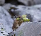 American Pika Collecting Leaves