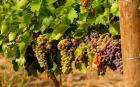 Wine Grapes In Veraison In A Vineyard