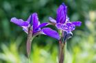 Close-Up Of Iris In A Garden