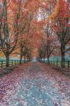 Autumn Country Lane