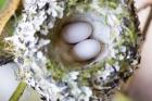 Rufous Hummingbird Nest With Eggs