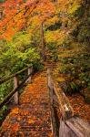 Autumn Maple Leaves On A Bridge