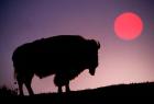 Bison Silhouetted at Sunrise, Yellowstone National Park, Wyoming