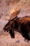 Bull Moose, Grand Teton National Park, Wyoming