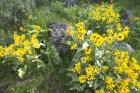 Balsamroot Covering Hillsides In The Spring