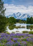 Lupine Flowers With The Teton Mountains In The Background