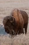 American Bison On A Frosty Morning