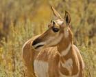 Close-Up Of A Pronghorn