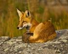 Red Fox Resting, Yellowstone National Park, Wyoming