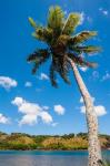 Umatac Bay Palm Tree, Guam