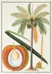 Kelapa or Coconut Palm