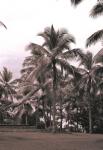 Coconut Grove, Serai