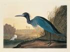 Blue Crane or Heron Plate 307