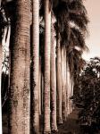 King Palms