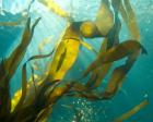 Sea Kelp 2