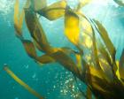 Sea Kelp 3
