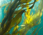 Sea Kelp 5