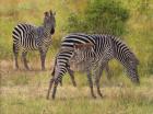 Zebras South Luangwa