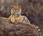 Amur Tiger On The Rocks