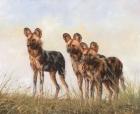 3 African Wild Dogs