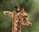 Giraffe From Behind