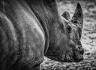 Rhino - Black & White