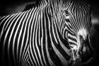 Zebra II Black & White