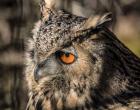 Owl Close Up II
