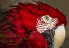 Ara Parrot Close Up