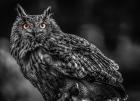 Wise Owl 3 Black & White