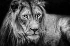 The Lion II - Black & White