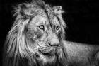 The Lion III - Black & White
