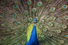 Peacock Showing Off Close Up