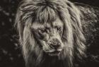 The White Albino Lion III Sepia