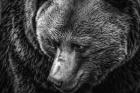 The Grizzly Close Up Black & White