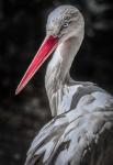 The Stork 7