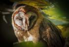 Tawny Owl