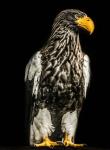 Steller Eagle