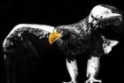 Steller Sea Eagle Wings II