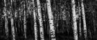 Birch Trees Black & White