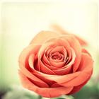 My Perfect Rose