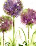 Alliums