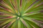 Arizona Monocot