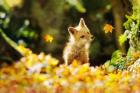 Falling Leaves Fox