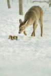 Winter Squirrel and Deer