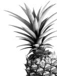 Pineapple (BW)