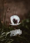 White Poppies